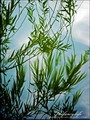 Babylon Willow , Peking Willow, 垂柳,سالیکس بابیلونیکا,بید معلق

